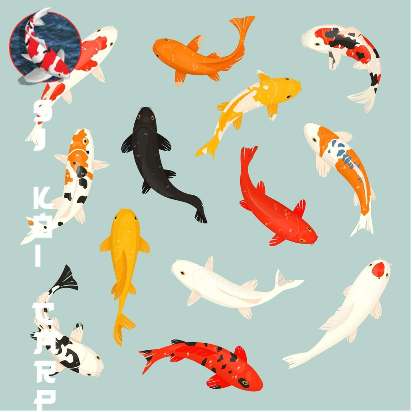 A Guide To Appreciating And Caring For Japanese Koi