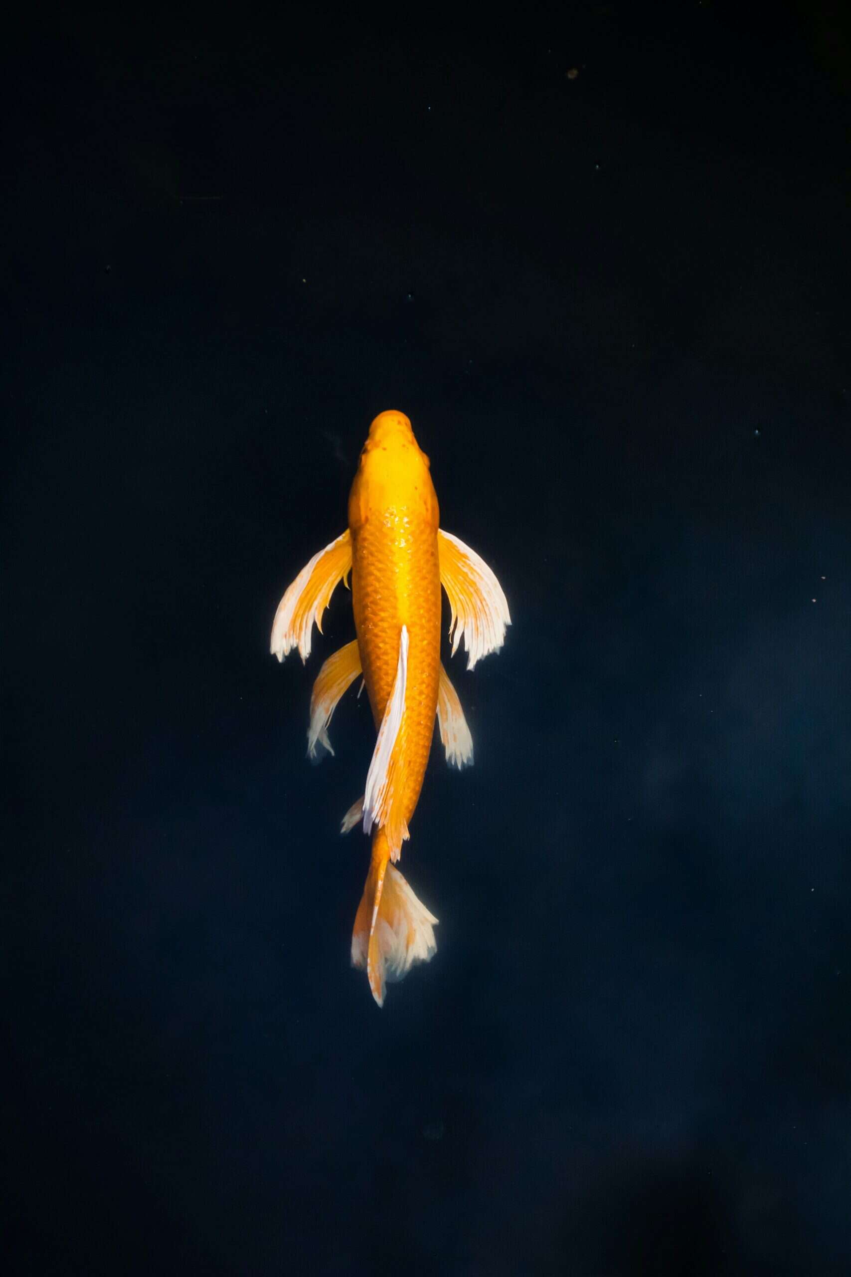 Bright orange koi fish with white fins swimming in dark water