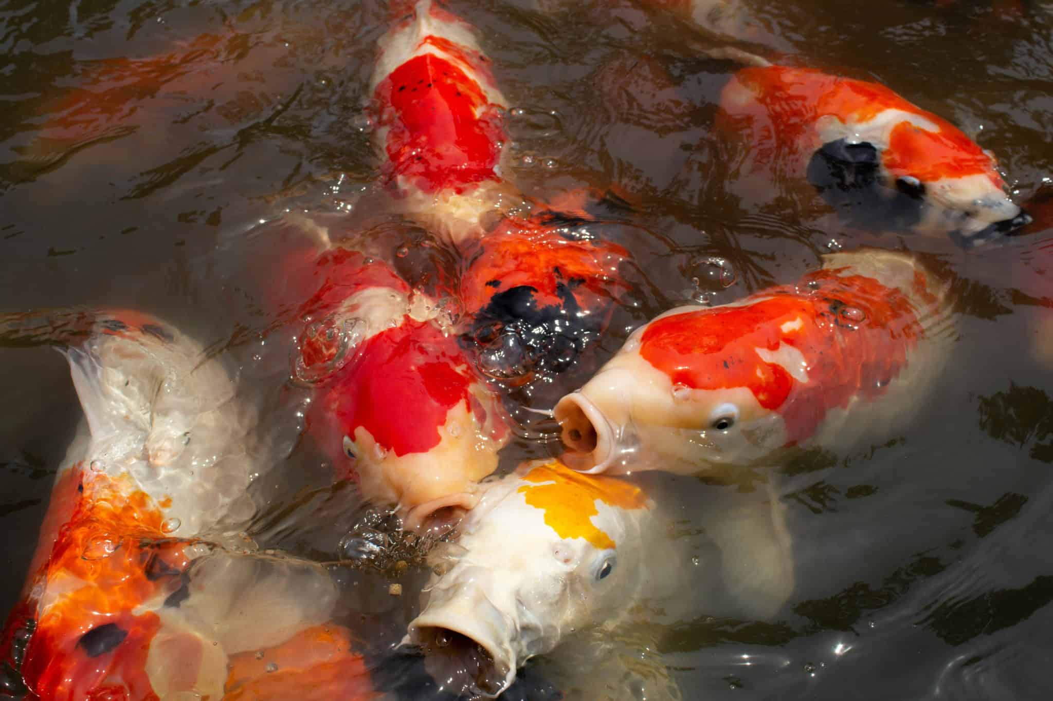 Colourful koi carp swimming near the surface of a pond