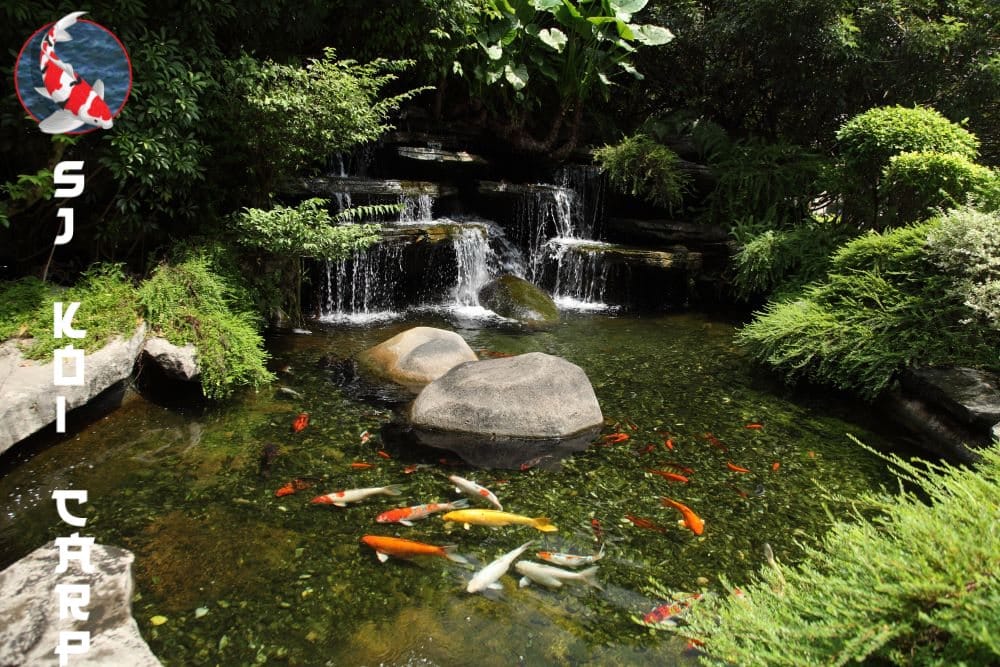 Creating An Oasis: How Japanese Koi Enhance Your Garden Pond