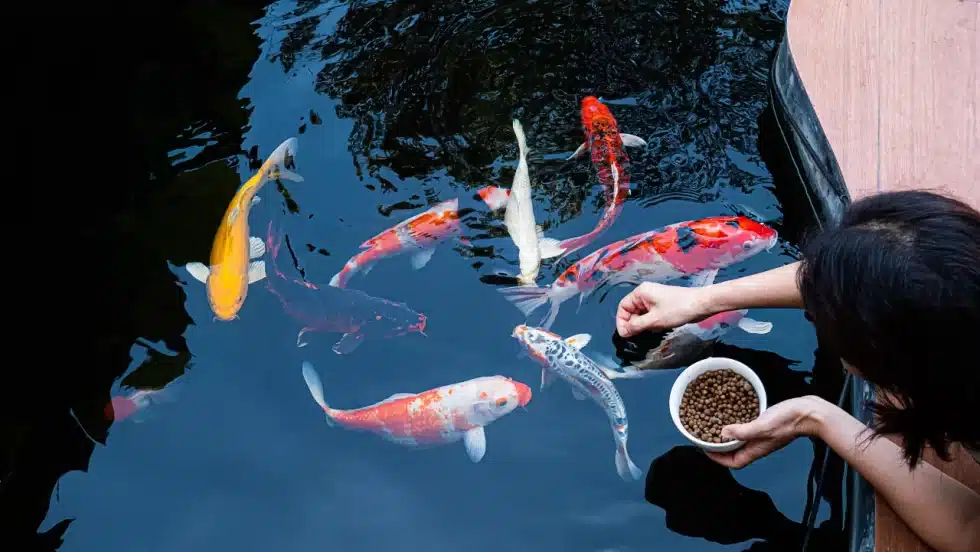 Feeding-SJ-Koi-Carp