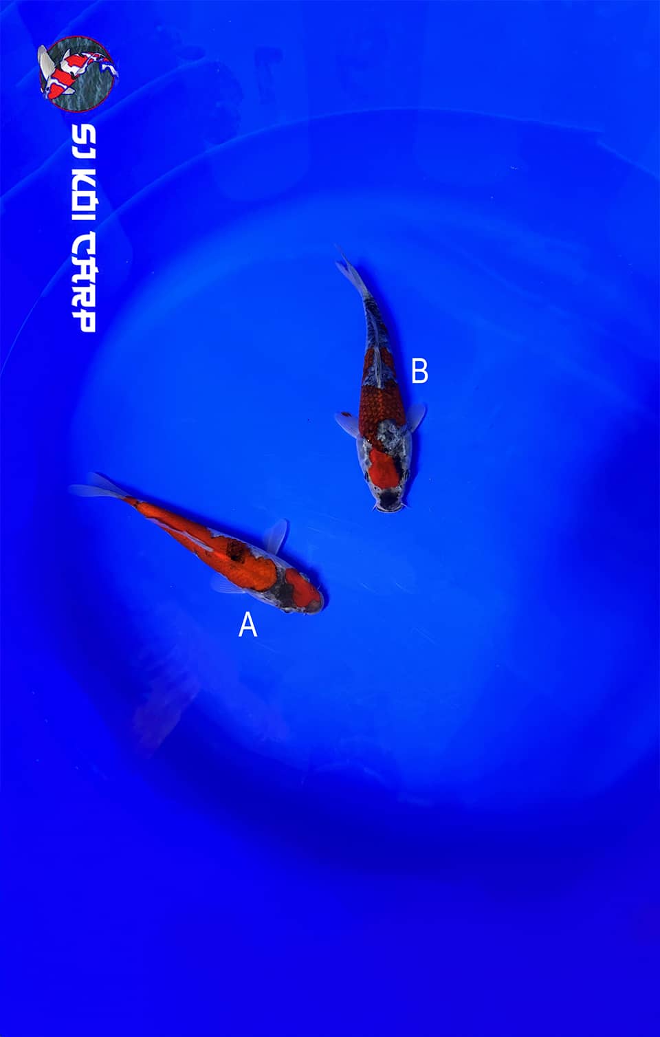 2 Koi