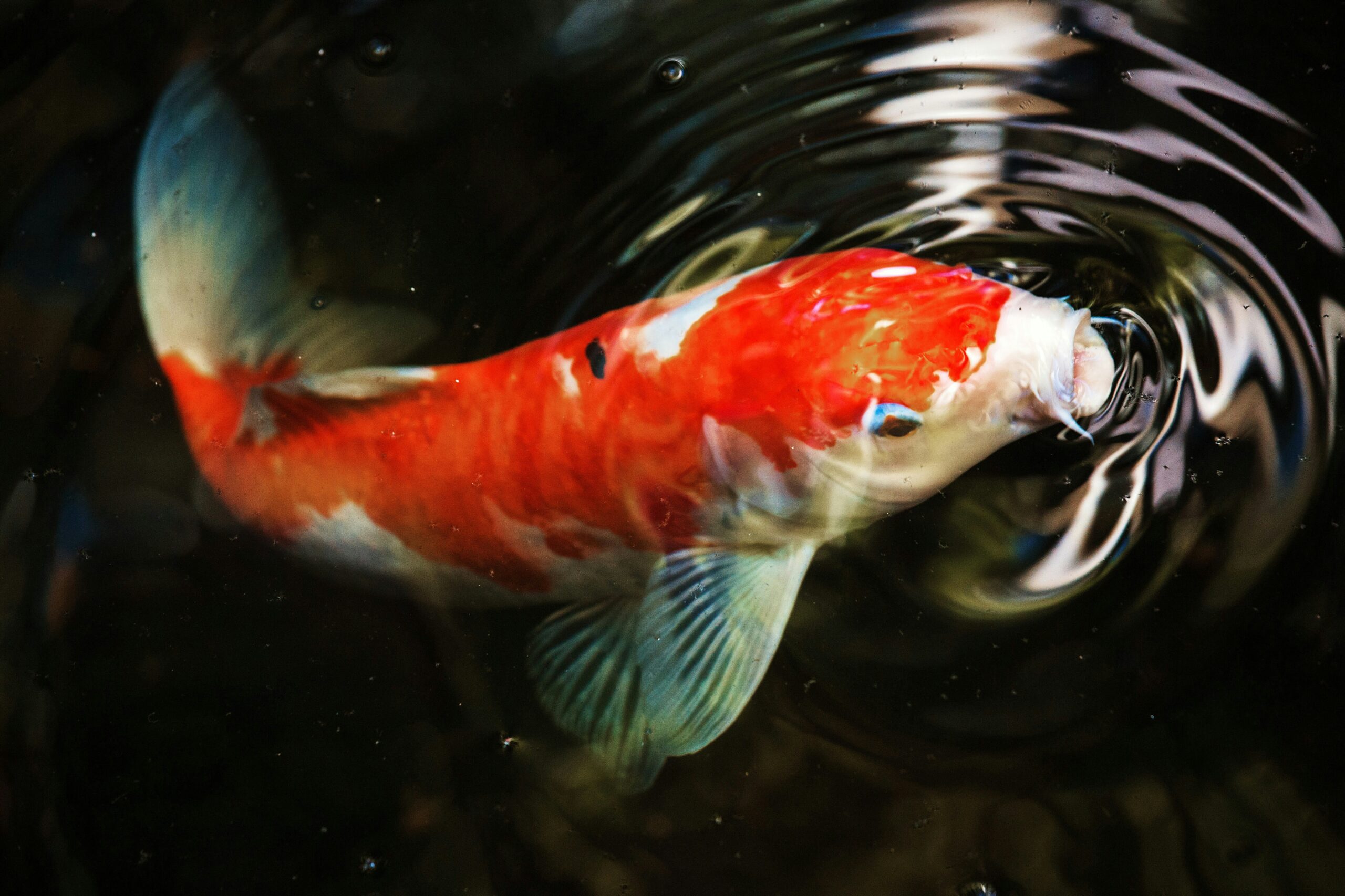 Koi Carp UK