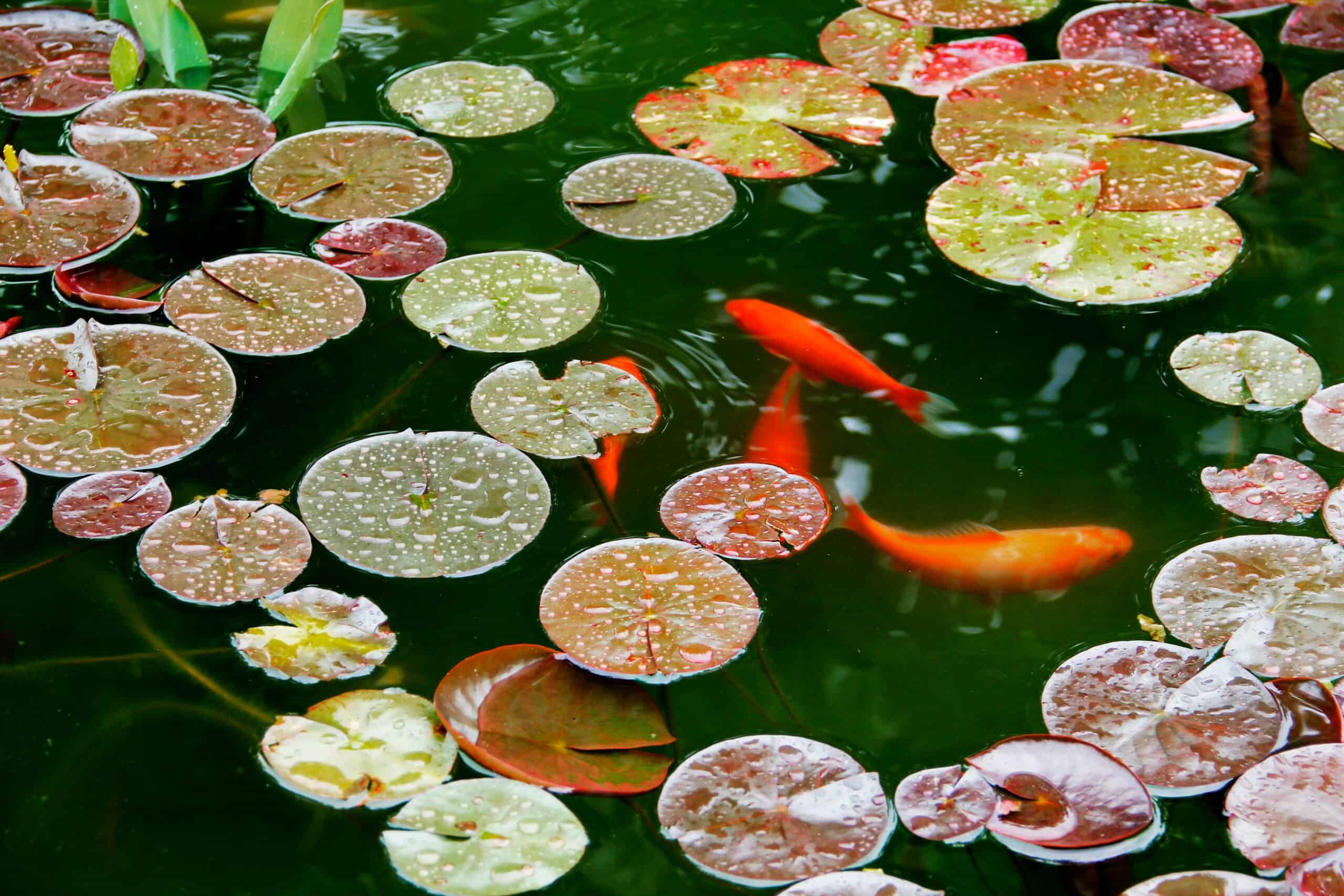 Koi fish swimming amongst colorful water lily pads in a pond