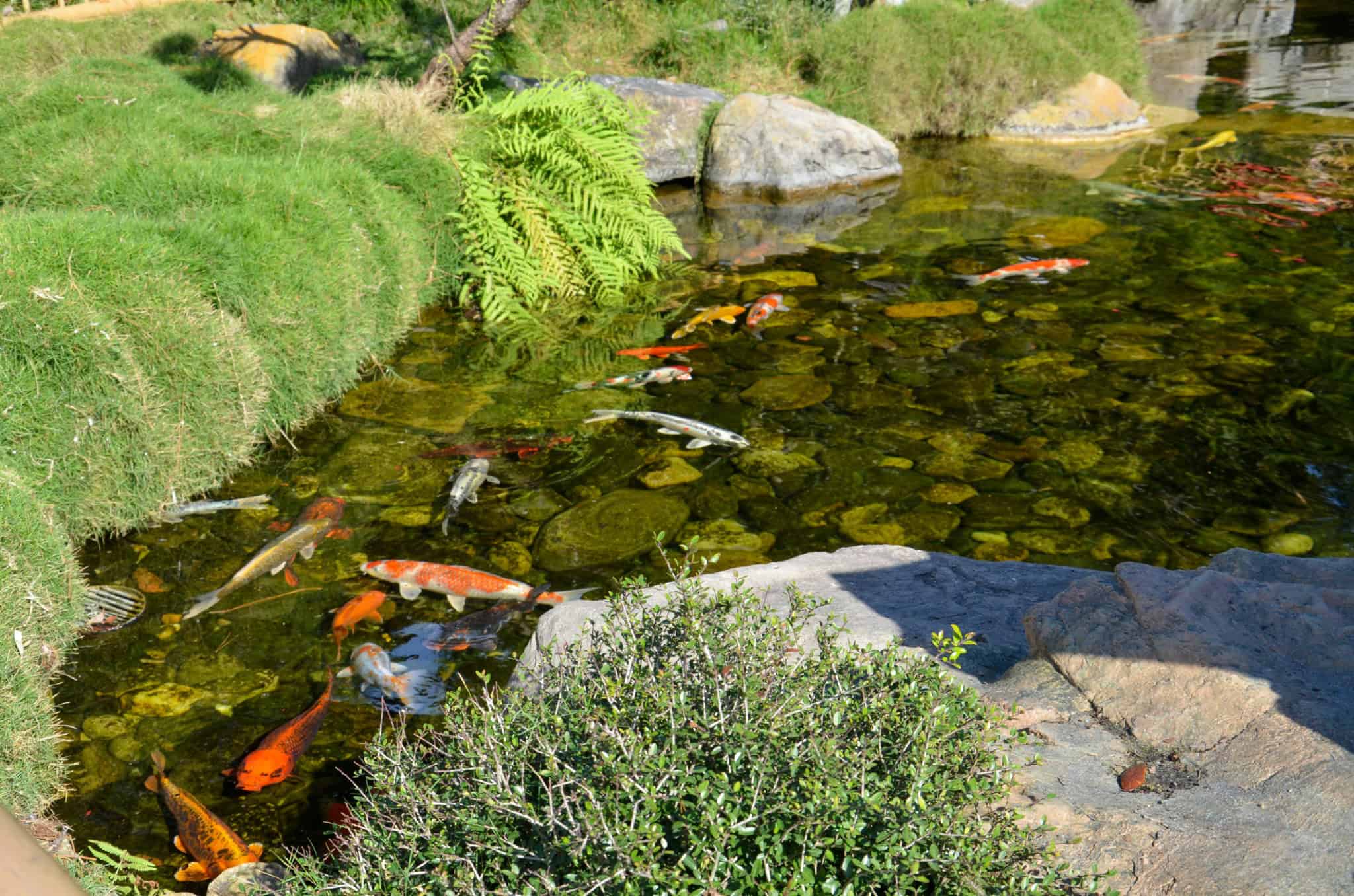 Koi fish swimming in a clear garden pond with rocks and surrounding greenery.