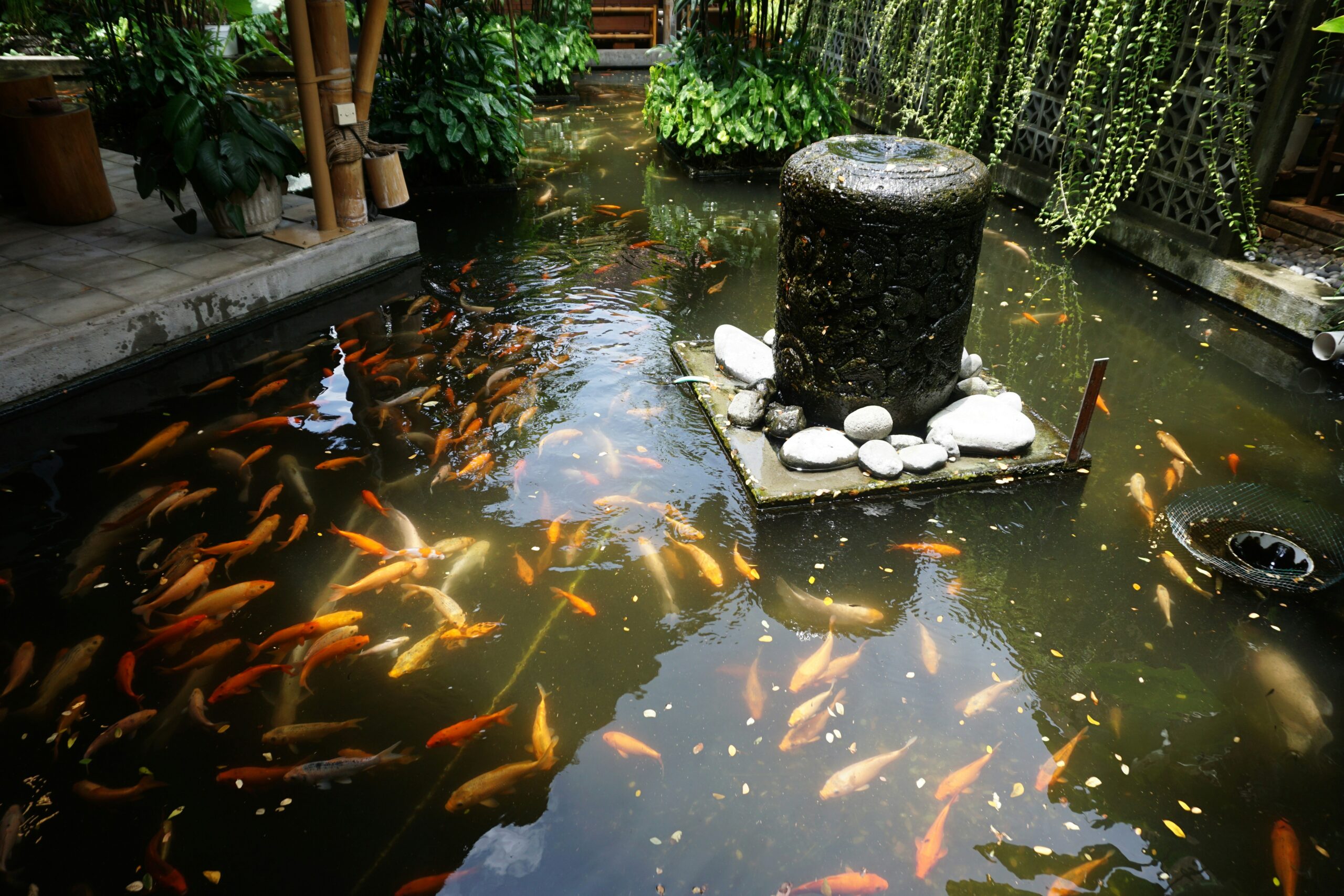 Outdoor koi pond with stone fountain and lush greenery