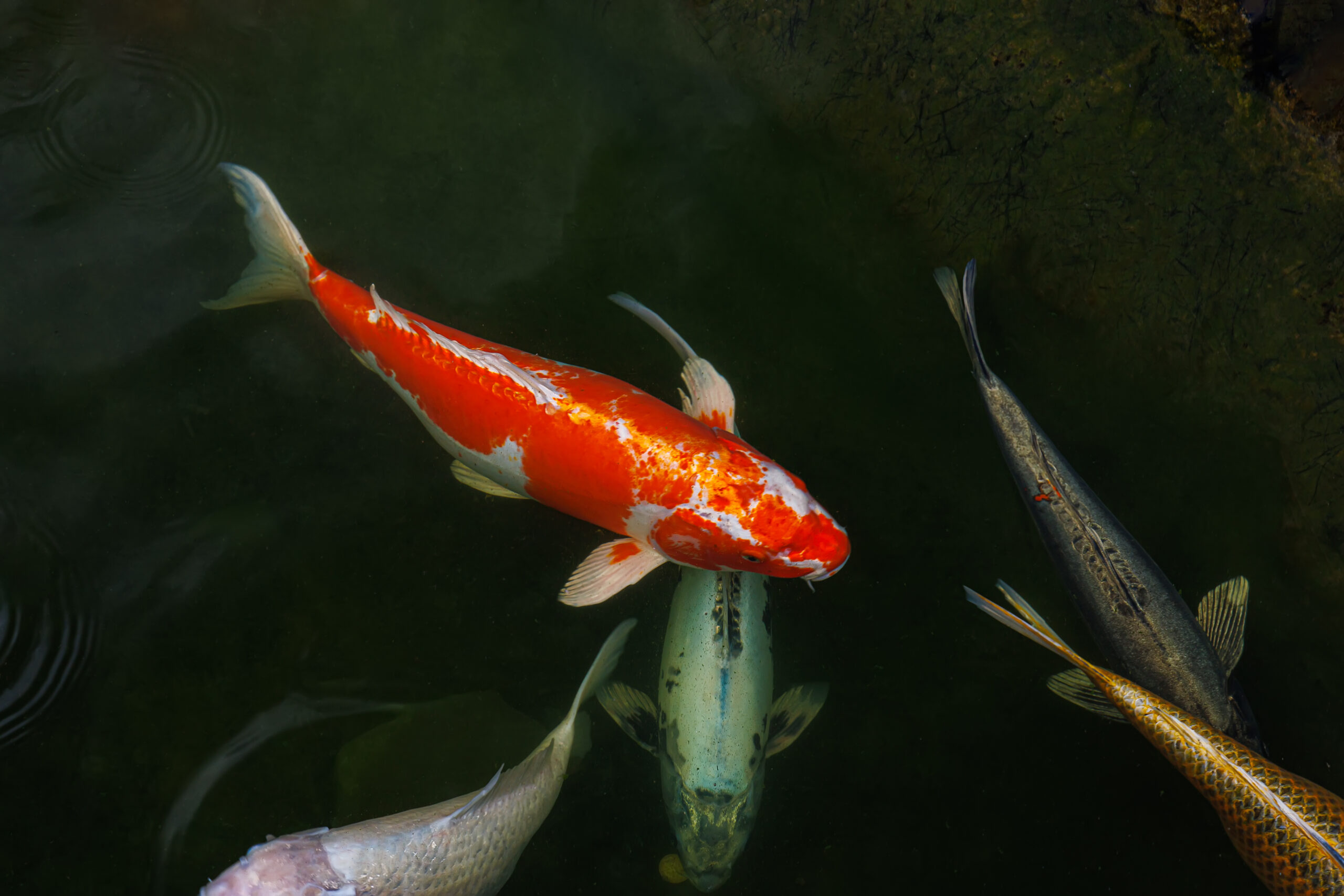 Decorative carp view from the top of the lake. Koi carp are ornamental domesticated fish.