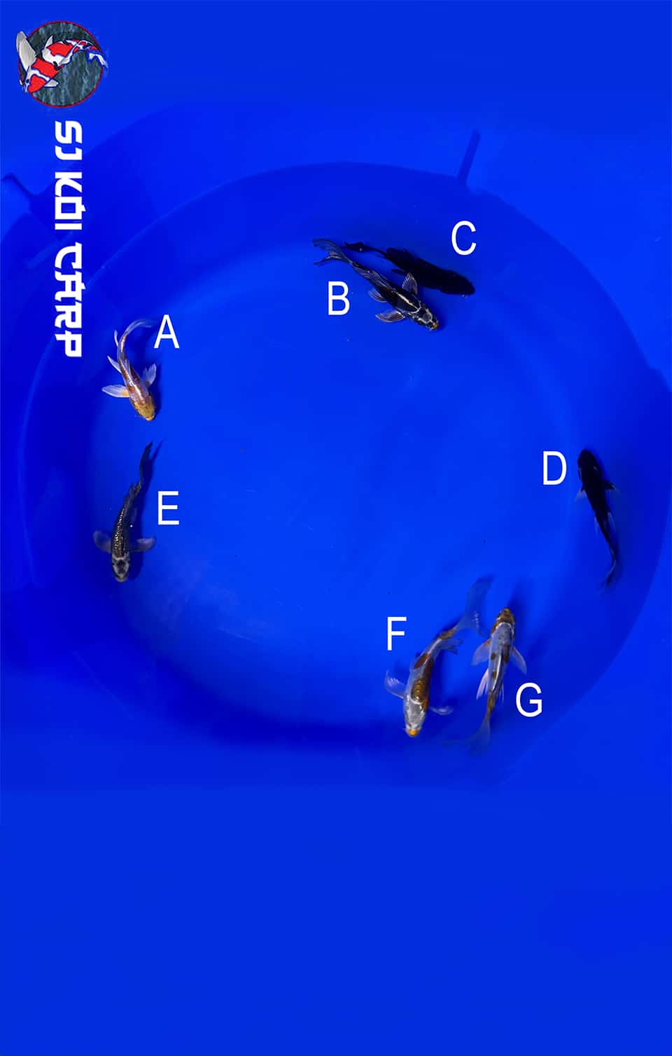 groups of fish