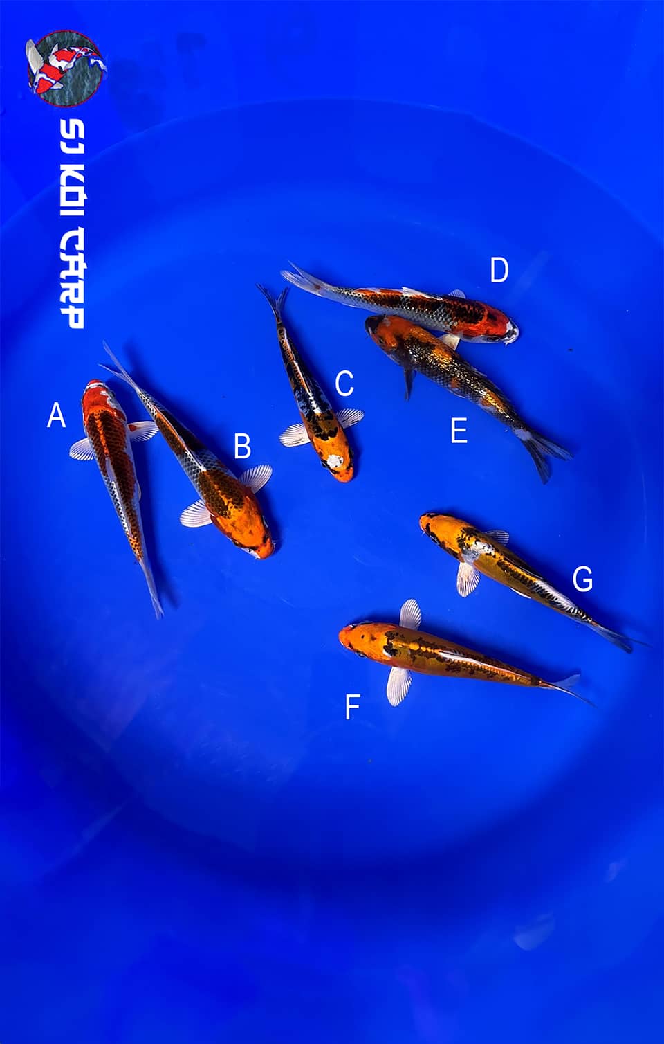 group of Koi