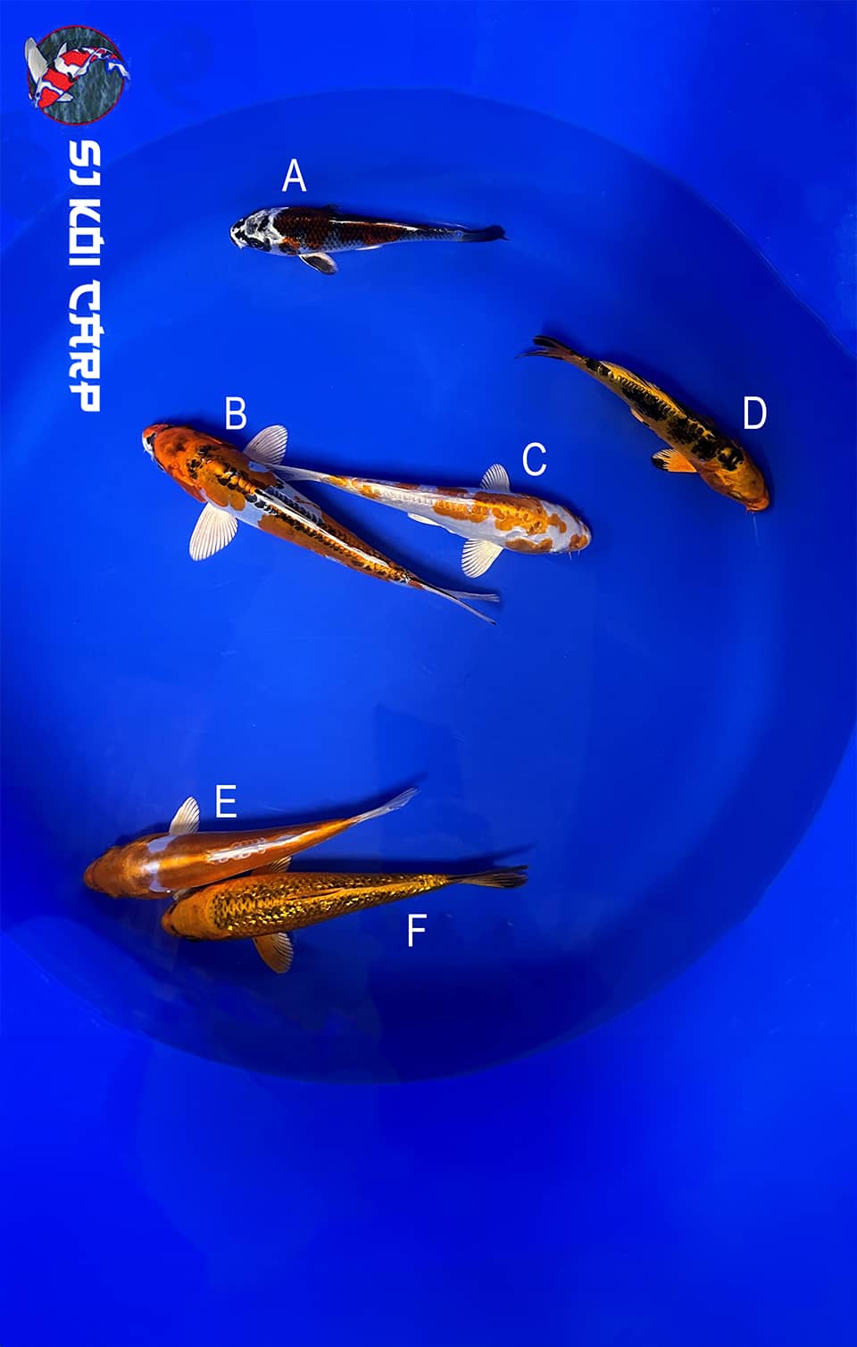 group of koi