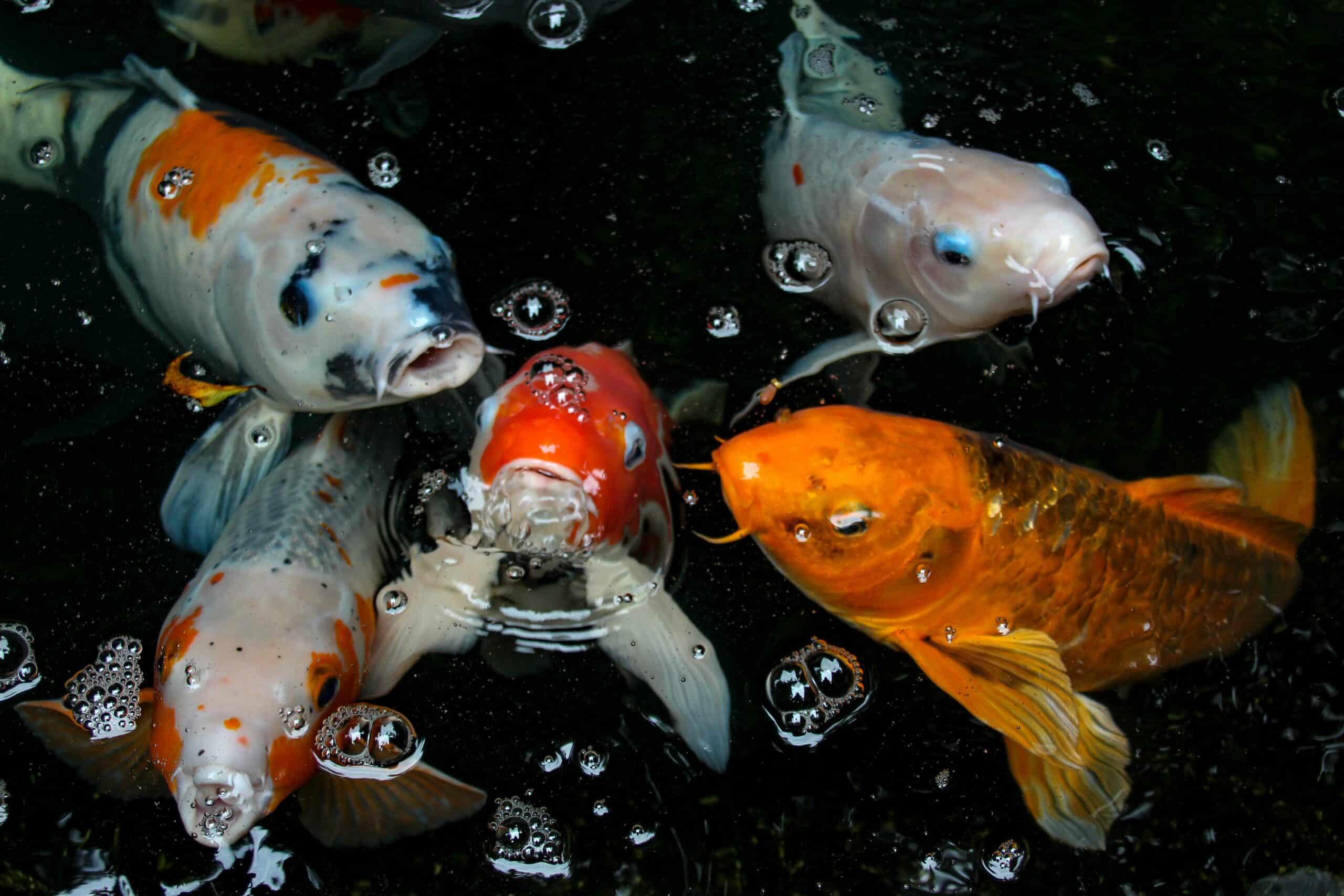 Group of fish are swimming in a close formation near the camera lens