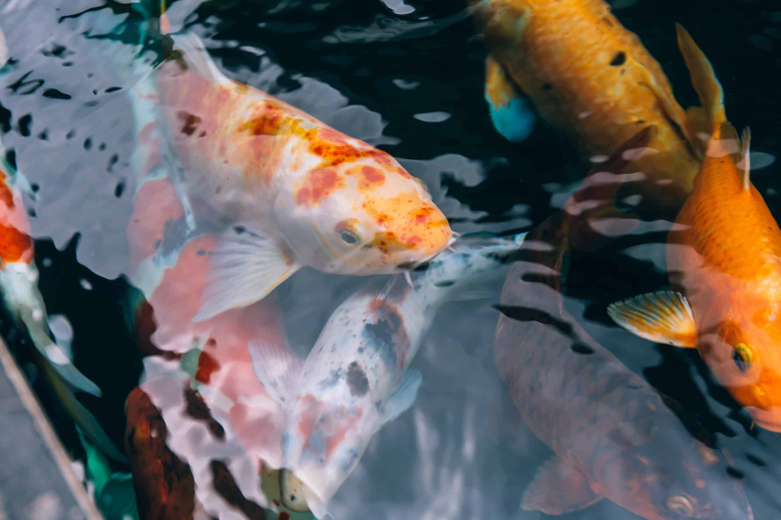 Japanese aquatic colorful Koi fishes swimming peacefully in the pond - Close up shot