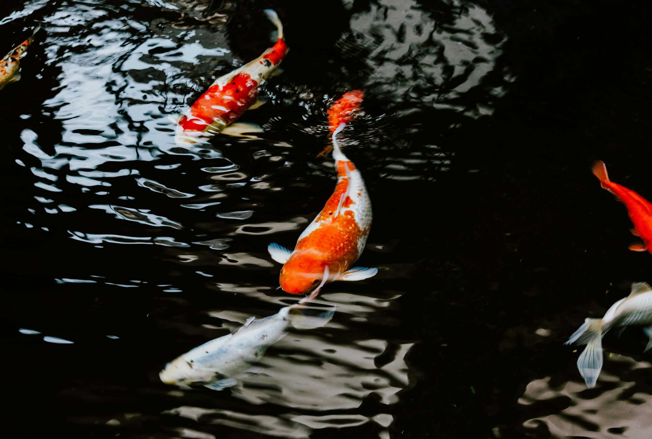 SJ Koi Carp