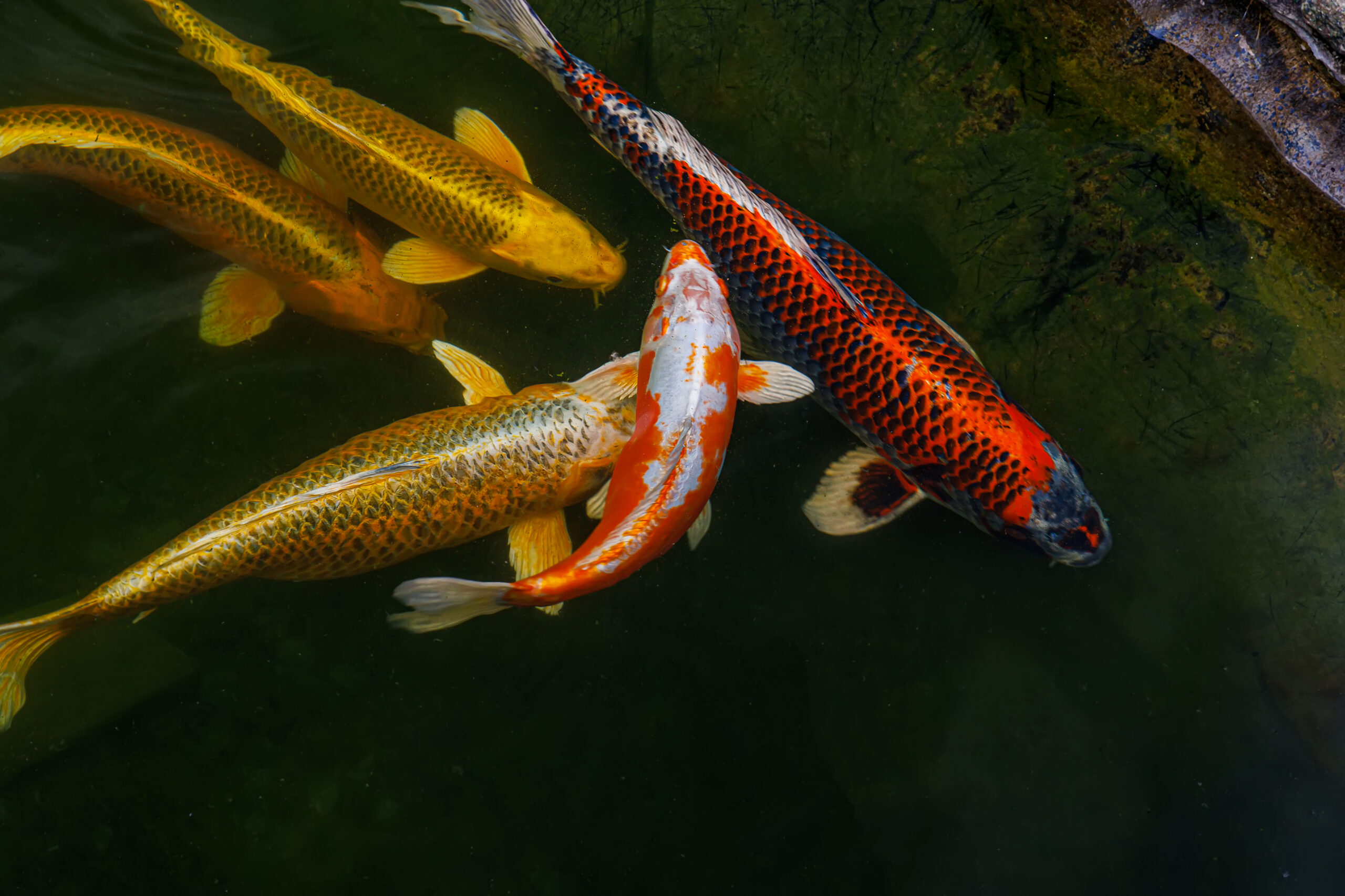 Koi Carp ornamental domesticated fish