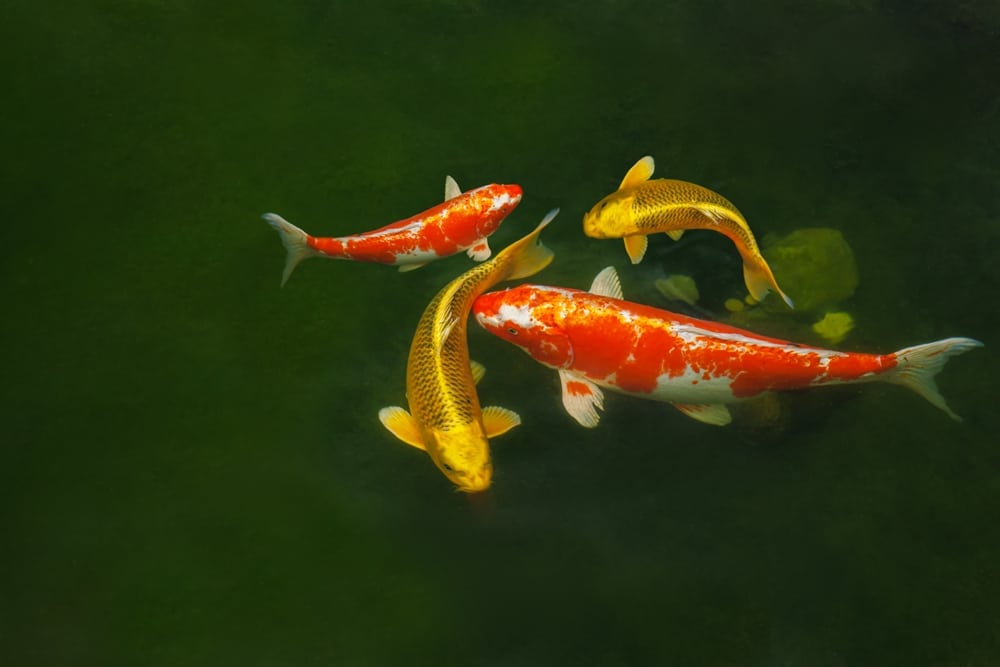 Japanese Koi