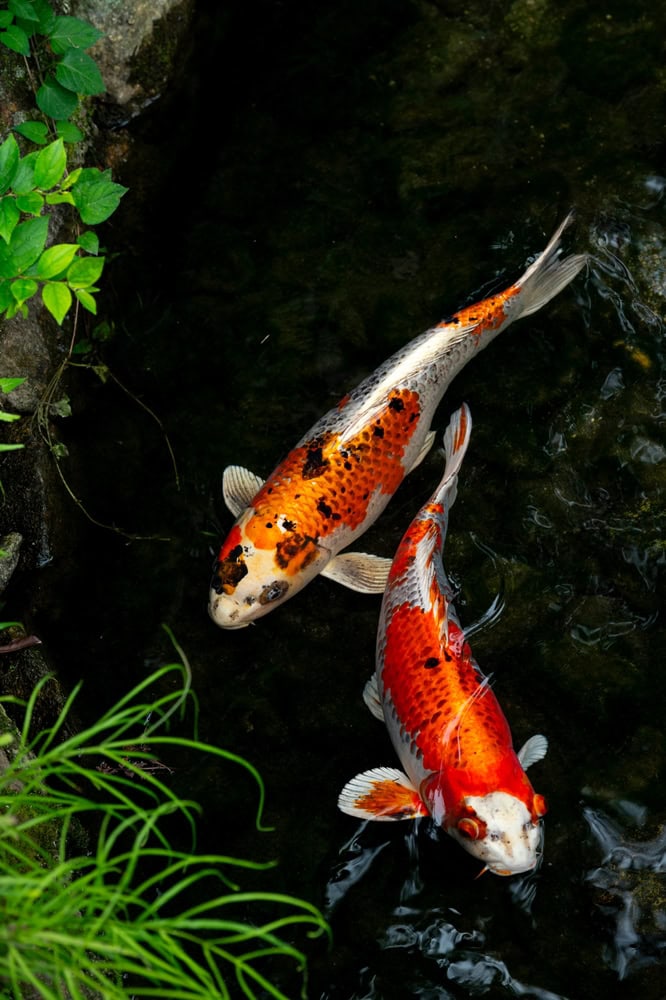 Fish,Carp,Fancy,Or,Koi,In,Pond,,Japanese,National,Animal